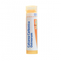 Boiron calcarea carbonica ostrearum granules 15CH 4g | Nom de la...